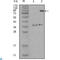 EPH Receptor A3 antibody, LS-C812450, Lifespan Biosciences, Western Blot image 