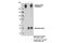 RNA Polymerase II Subunit A antibody, 13499S, Cell Signaling Technology, Immunoprecipitation image 