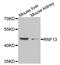 Ring Finger Protein 13 antibody, STJ110661, St John