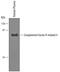 Complement Factor H Related 4 antibody, AF5980, R&D Systems, Western Blot image 