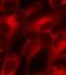 Eukaryotic Translation Initiation Factor 4E antibody, orb14616, Biorbyt, Immunofluorescence image 