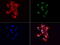 VHL Binding Protein 1 antibody, LS-C799221, Lifespan Biosciences, Immunofluorescence image 