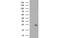 Ubiquitin Conjugating Enzyme E2 E3 antibody, MBS834862, MyBioSource, Western Blot image 