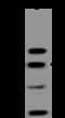 Bromodomain Containing 3 antibody, 204060-T36, Sino Biological, Western Blot image 