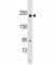 RPTOR Independent Companion Of MTOR Complex 2 antibody, F50245-0.4ML, NSJ Bioreagents, Western Blot image 