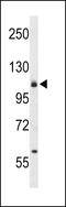Integrin Subunit Alpha 6 antibody, 63-858, ProSci, Western Blot image 