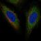 Torsin-1A-interacting protein 2 antibody, HPA070542, Atlas Antibodies, Immunofluorescence image 