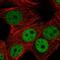 Ring Finger Protein 168 antibody, HPA046109, Atlas Antibodies, Immunofluorescence image 
