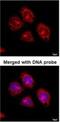 Flotillin 2 antibody, NBP1-30881, Novus Biologicals, Immunofluorescence image 