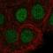 Sirtuin 6 antibody, HPA049729, Atlas Antibodies, Immunofluorescence image 