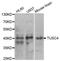 NPR2 Like, GATOR1 Complex Subunit antibody, TA332967, Origene, Western Blot image 