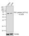 Protein Kinase C Gamma antibody, 44-956, Invitrogen Antibodies, Western Blot image 