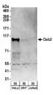 Disabled homolog 2 antibody, A304-001A, Bethyl Labs, Western Blot image 