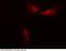 Autophagy Related 12 antibody, 100672-T34, Sino Biological, Immunohistochemistry paraffin image 