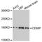 Cell Migration Inducing Hyaluronidase 1 antibody, A8587, ABclonal Technology, Western Blot image 