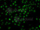 Ubiquitin Conjugating Enzyme E2 R2 antibody, A7373, ABclonal Technology, Immunofluorescence image 