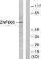 Zinc Finger Protein 668 antibody, PA5-38764, Invitrogen Antibodies, Western Blot image 