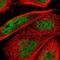 ETS Transcription Factor ELK3 antibody, NBP1-83960, Novus Biologicals, Immunofluorescence image 