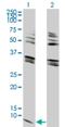 G Protein Subunit Gamma 2 antibody, H00054331-M03, Novus Biologicals, Western Blot image 