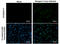 Dengue virus antibody, GTX629117, GeneTex, Immunocytochemistry image 