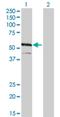 Interferon Regulatory Factor 4 antibody, H00003662-M02, Novus Biologicals, Western Blot image 