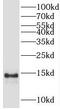 Prefoldin Subunit 1 antibody, FNab06334, FineTest, Western Blot image 