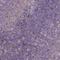 CASK Interacting Protein 2 antibody, HPA071906, Atlas Antibodies, Immunohistochemistry frozen image 