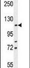 BCL2 Associated Transcription Factor 1 antibody, PA5-24468, Invitrogen Antibodies, Western Blot image 