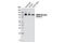 Glutamate Ionotropic Receptor AMPA Type Subunit 2 antibody, 13607S, Cell Signaling Technology, Western Blot image 