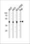 Heterogeneous Nuclear Ribonucleoprotein D antibody, 58-256, ProSci, Western Blot image 