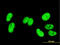 High Mobility Group Box 1 antibody, LS-B4342, Lifespan Biosciences, Immunofluorescence image 