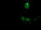 Transforming Acidic Coiled-Coil Containing Protein 3 antibody, LS-C172347, Lifespan Biosciences, Immunofluorescence image 