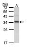 Peptidylprolyl Isomerase E antibody, PA5-27938, Invitrogen Antibodies, Western Blot image 