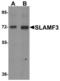 Lymphocyte Antigen 9 antibody, LS-C144352, Lifespan Biosciences, Western Blot image 