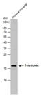 Titin-Cap antibody, GTX109265, GeneTex, Western Blot image 