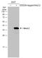 NK2 Homeobox 2 antibody, GTX133220, GeneTex, Western Blot image 