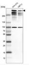 Tumor Protein P53 Binding Protein 1 antibody, NBP2-54677, Novus Biologicals, Western Blot image 