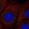 Ras Association Domain Family Member 7 antibody, HPA078015, Atlas Antibodies, Immunocytochemistry image 
