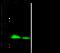 TCR gamma/delta antibody, GTX02113, GeneTex, Western Blot image 