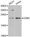 Choriogonadotropin subunit beta antibody, A13820, Boster Biological Technology, Western Blot image 