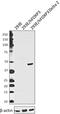 FOXP3 antibody, 694802, BioLegend, Western Blot image 