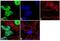 TAR DNA-binding protein 43 antibody, 711051, Invitrogen Antibodies, Immunofluorescence image 