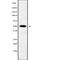 POU Class 3 Homeobox 3 antibody, abx217884, Abbexa, Western Blot image 