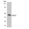 Sphingosine 1-phosphate receptor 2 antibody, LS-C291906, Lifespan Biosciences, Western Blot image 