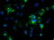 Noggin antibody, LS-C114325, Lifespan Biosciences, Immunofluorescence image 
