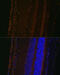 Lysyl Oxidase Like 1 antibody, 13-489, ProSci, Immunofluorescence image 