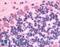 G Protein-Coupled Receptor 89A antibody, LS-A1733, Lifespan Biosciences, Immunohistochemistry frozen image 