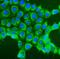 Coatomer Protein Complex Subunit Epsilon antibody, A04544, Boster Biological Technology, Immunofluorescence image 