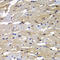 Proteasome Subunit Beta 8 antibody, LS-B15635, Lifespan Biosciences, Immunohistochemistry frozen image 