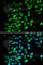 High Mobility Group Box 1 antibody, A2553, ABclonal Technology, Immunofluorescence image 